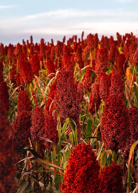 é֮�x | ������� é��֮��