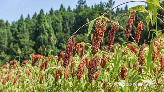 ���(gu��)�u�������T���F����é�_(t��i)�ơ��F������