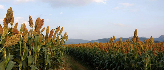 ���������׾� ������ȽȽ������