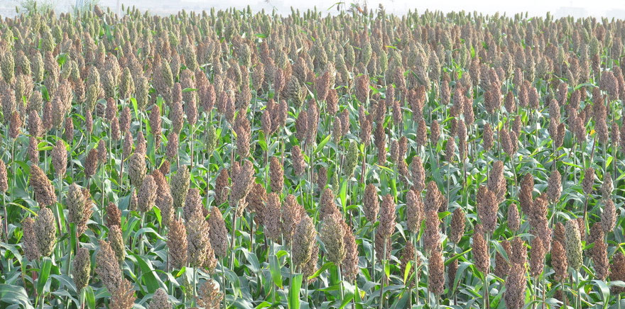 �����ؾƘI(y��)