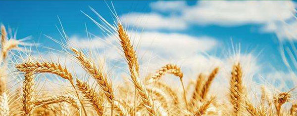 雁蕩山金尊啤酒330mlx6罐