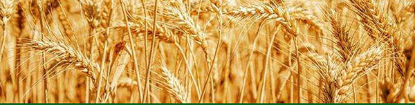 雁蕩山金尊啤酒330mlx6罐