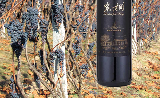 紫桐優(yōu)選冰凍山葡萄酒
