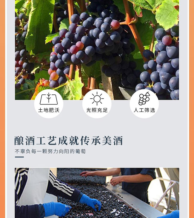 ��ؕ���f�ɼt���Ѿơ�15�� 750ml��