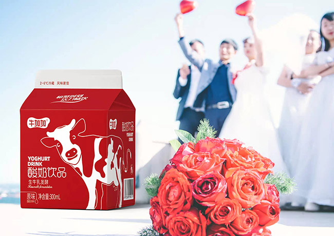 牛加加酸奶飲品生牛乳發(fā)酵300ml