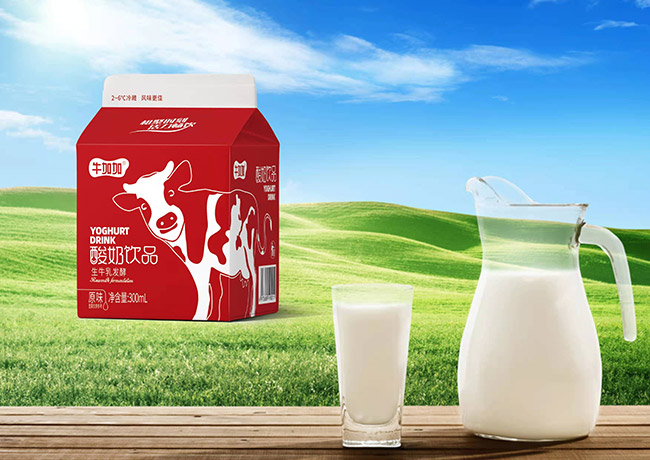 牛加加酸奶飲品生牛乳發(fā)酵300ml