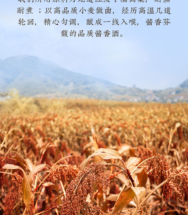 ǭ�^�󎟾� �u���Ͱ׾ơ�53�� 500ml��