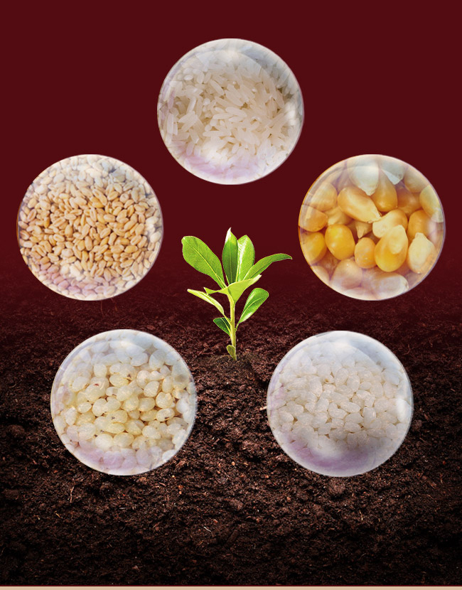 黑龍江小糧屯酒珍釀