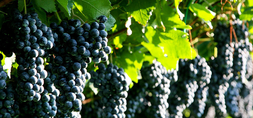 ���R�f�¸��ƘI(y��)���޹�˾